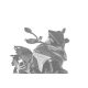 Windscreen PUIG SPORT 20729C carbon look